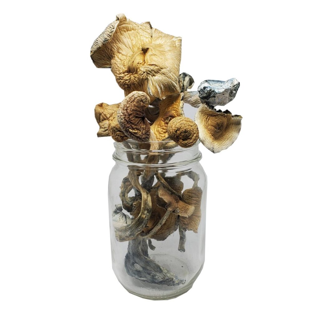Buy Golden Teacher Magic Mushrooms online in us
