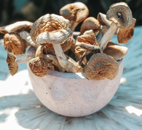 Buy Golden Teacher Magic Mushrooms online in us