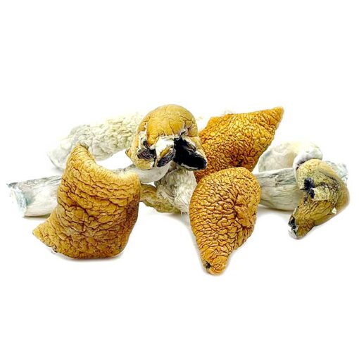 Buy Golden Teacher Magic Mushrooms online in uk