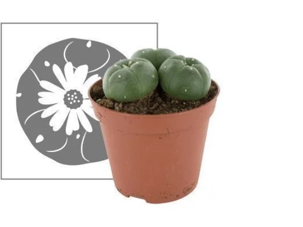Buy peyote with pups online near me