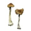 Buy A+ Magic Mushrooms strain Online in Orego