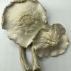 Buy APEX Magic Mushrooms Online NC USA