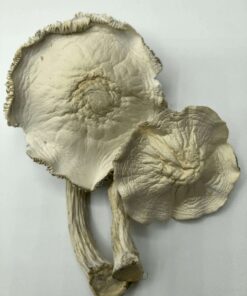 Buy APEX Magic Mushrooms Online NC USA