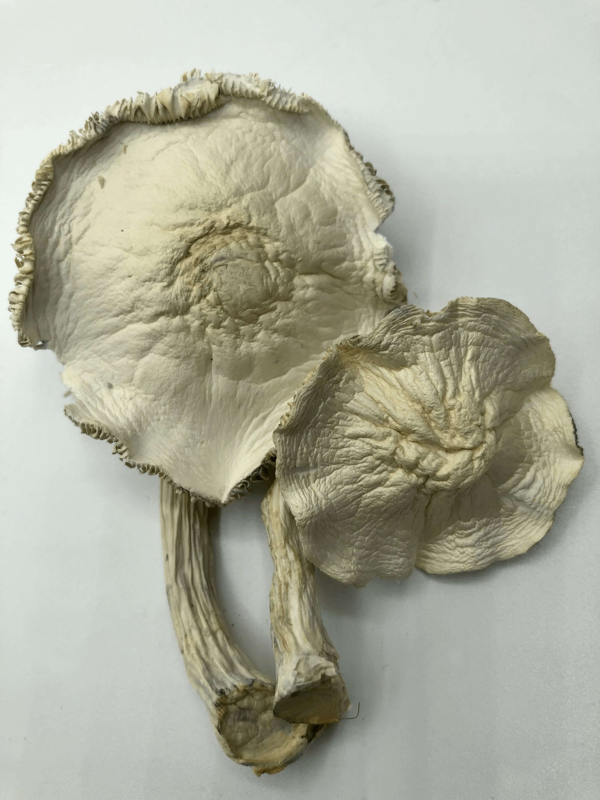 APEX Magic Mushrooms Buy APEX Magic Mushrooms Online NC USA
