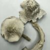 Buy Albino Treasure Coast Magic Mushroom USA
