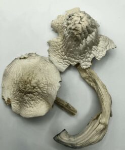 Buy Albino Treasure Coast Magic Mushroom USA