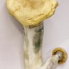 Buy African Kobe Magic Mushroom Online USA