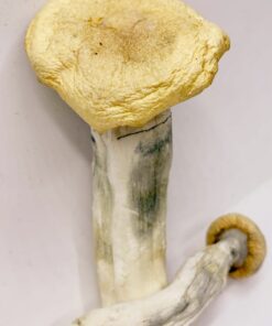 Buy African Kobe Magic Mushroom Online USA
