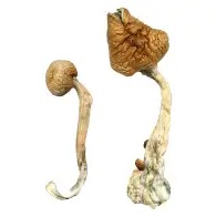 Buy African Transkei Magic Mushrooms online in Oregon USA
