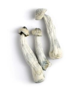 Buy Albino Magic Mushroom Online USA