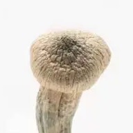 Buy albino magic mushroom online Oregon USA