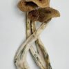 Buy Alacabenzi Magic Mushrooms online
