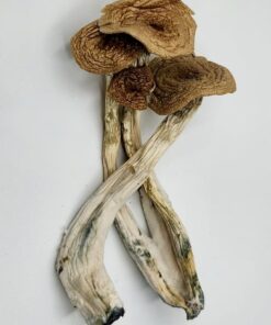 Buy Alacabenzi Magic Mushrooms online