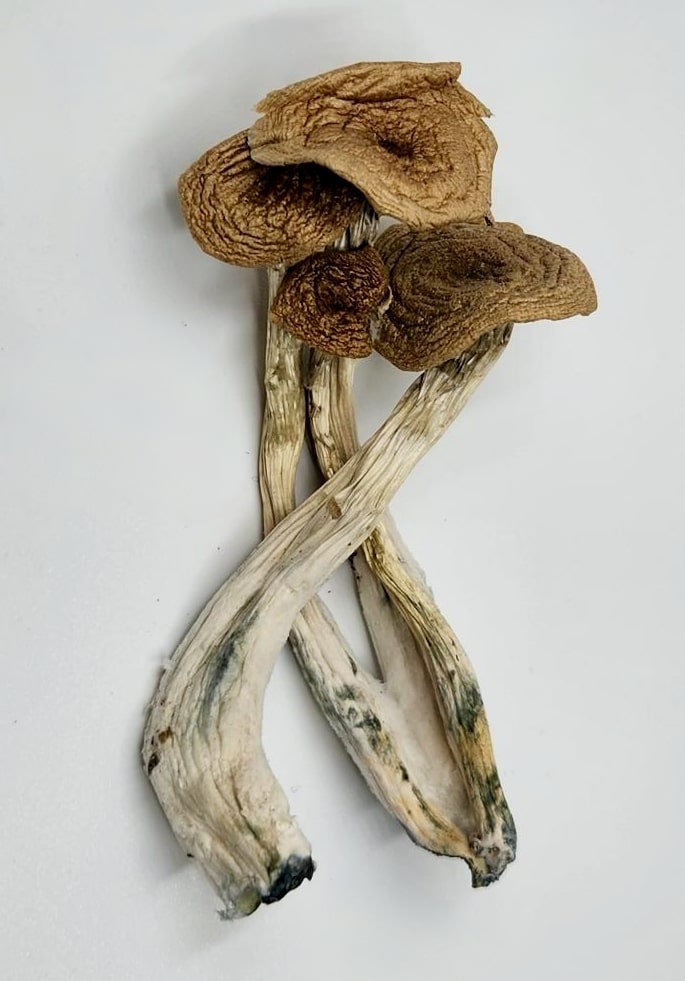 Alcabenzi1 Buy Alacabenzi Magic Mushrooms online