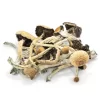 Buy Amazonian Magic Mushrooms USA