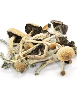 Buy Amazonian Magic Mushrooms USA