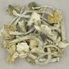 Buy Avery's Albino Magic Mushroom USA