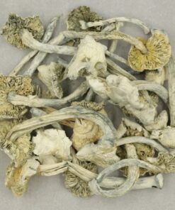 Buy Avery's Albino Magic Mushroom USA