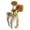 Buy B+ Magic Mushrooms USA: Pure Potency & Yields
