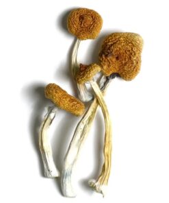 Buy B+ Magic Mushrooms USA: Pure Potency & Yields