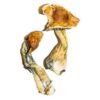 B+ Magic Mushrooms for sale online in Oregon USA