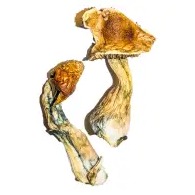 B+ Magic Mushrooms for sale online in Oregon USA