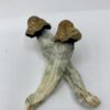 Buy Big Mex Magic Mushroom Online Florida USA