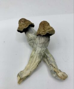 Buy Big Mex Magic Mushroom Online Florida USA
