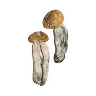 Big Mex Magic Mushrooms for sale online in the USA