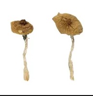 Buy blue magnolia rust magic mushrooms online in Oregon USA