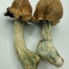 Buy Brazilian Magic Mushroom Online USA