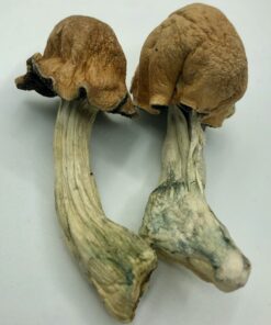 Buy Brazilian Magic Mushroom Online USA