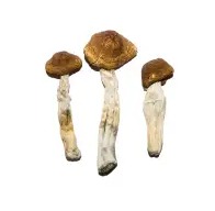 Buy Brazilian Magic Mushrooms online in the USA