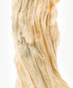 Burmese Albino online USA
