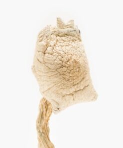 Buy Burmese Albino online US