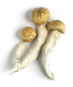 Buy Penis Envy Magic Mushroom USA