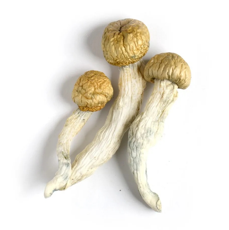 Buy Penis Envy Magic Mushroom USA Buy Penis Envy Magic Mushroom USA