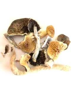 Buy Golden Teacher Mushroom US