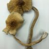 Buy Golden Teacher Mushroom online US