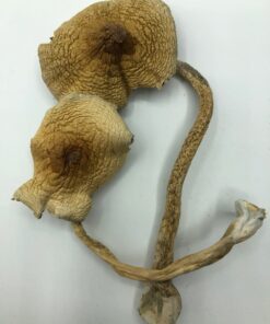 Buy Golden Teacher Mushroom online US