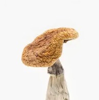 Buy Golden Teacher Mushroom online in Oregon USA