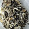Buy Blue Magnolia Rust Shrooms USA