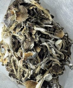 Buy Blue Magnolia Rust Shrooms USA