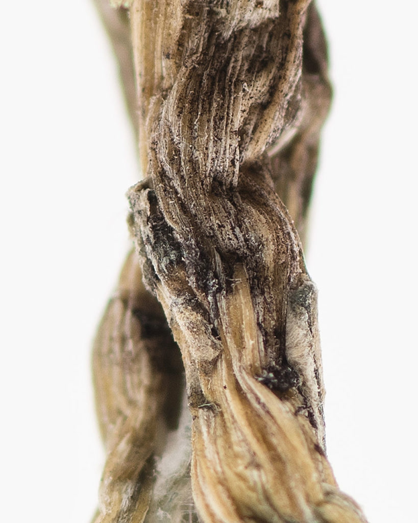 Origin-BlueMeanies-stem Buy Blue Meanies Magic Mushroom Texas