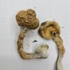 Buy African Transkei Magic Mushrooms USA