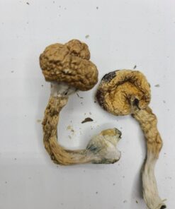 Buy African Transkei Magic Mushrooms USA