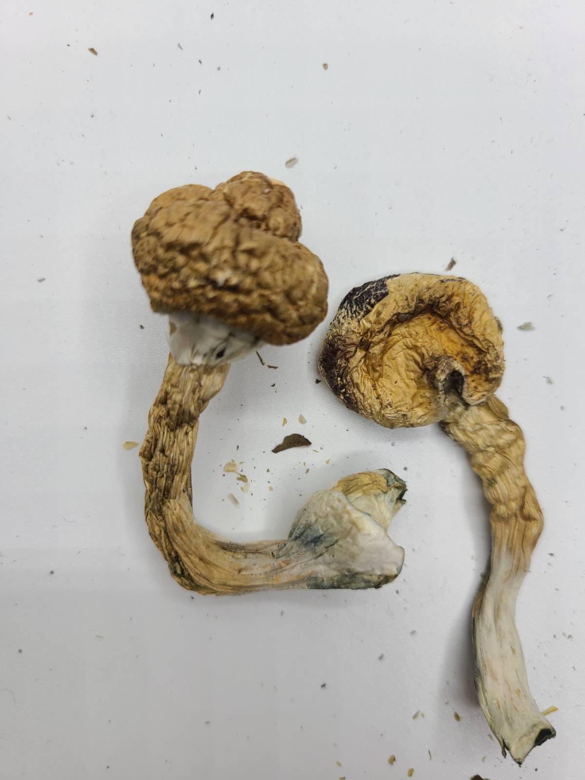 african shrooms Buy African Transkei Magic Mushrooms USA