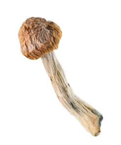 Buy Blue Meanies Magic Mushroom California