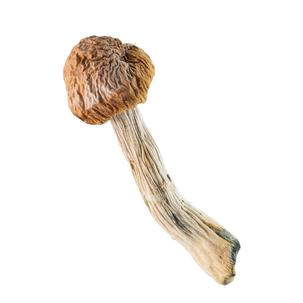 blue-meanies-single Buy Blue Meanies Magic Mushroom California