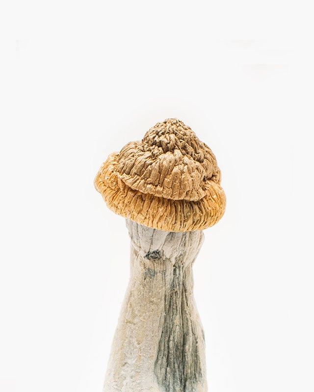 penisenvy3-r-min Buy Penis Envy Magic Mushroom Birmingham
